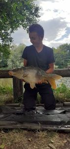 Mirror Carp