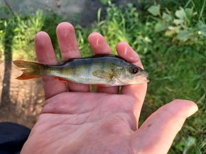 European Perch