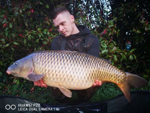 Common Carp