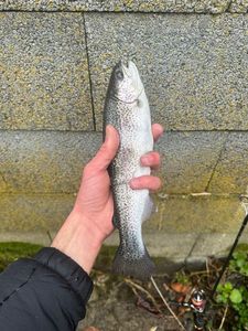 Rainbow Trout