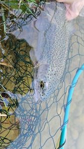 Rainbow Trout