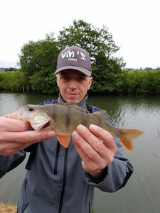 European Perch