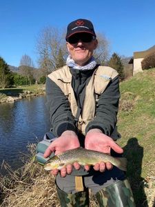 Brown Trout