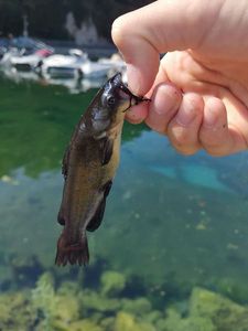 Black Bullhead