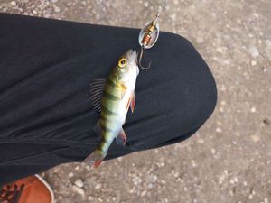 European Perch