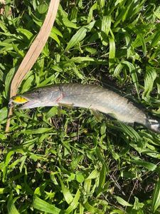 Northern Pike