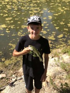 Largemouth Bass