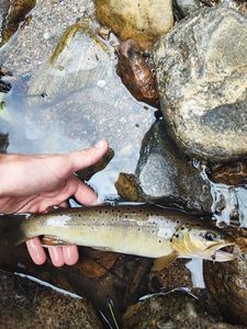 Brown Trout