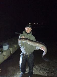 Conger