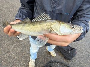 Zander