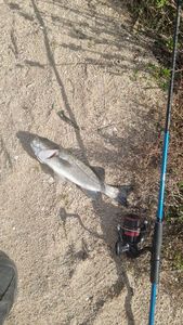 European Bass (Seabass)