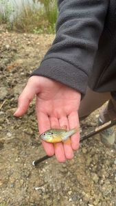 Nile Perch