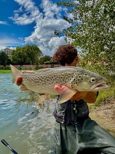 Brown Trout