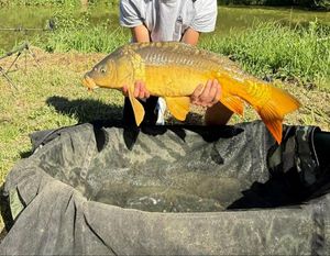 Common Carp