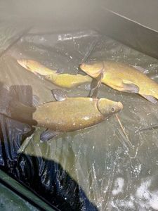 Tench