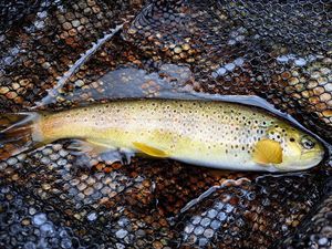 Brown Trout