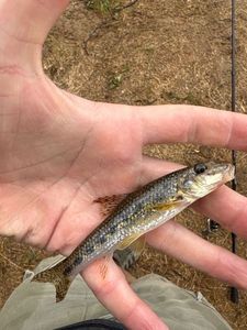 Gudgeon