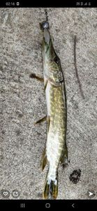 Northern Pike
