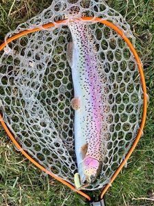 Rainbow Trout