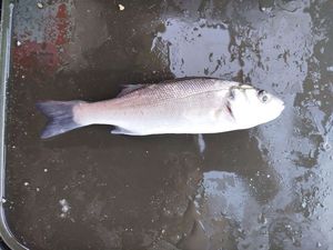 European Bass (Seabass)