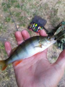 European Perch