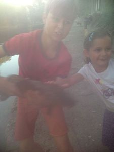 Tench
