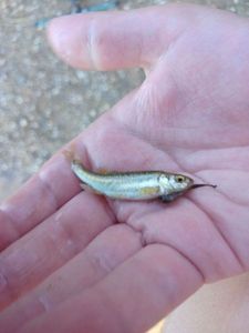 Common Minnow