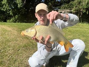 Common Carp