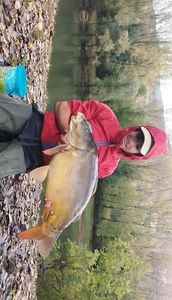 Mirror Carp