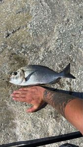 Gilthead Seabream caught by Dylan Gaberthon