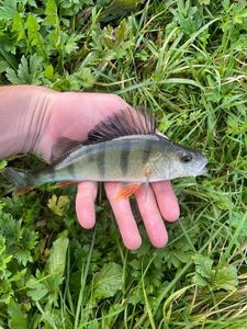 European Perch
