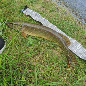 Northern Pike