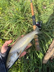 Brown Trout