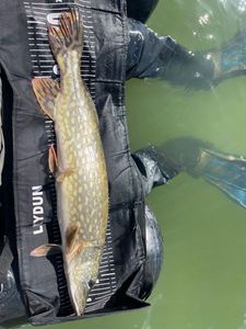 Northern Pike