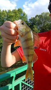 European Perch