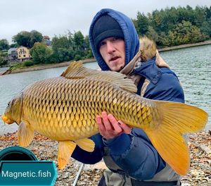 Common Carp