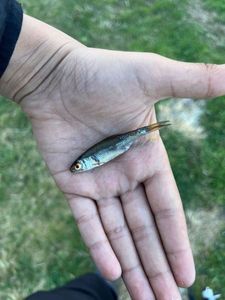 Roach