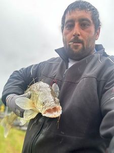 Zander
