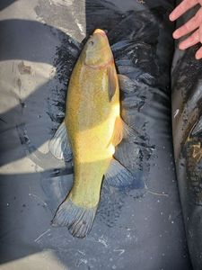 Tench