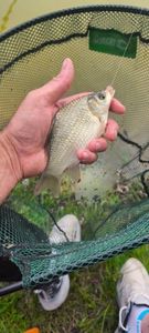 Prussian Carp
