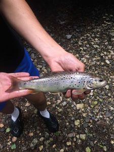 Brown Trout
