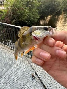 European Perch