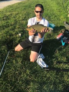 Tench