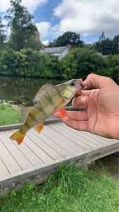 European Perch