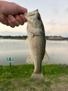 Smallmouth Bass