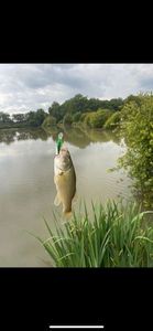 Largemouth Bass