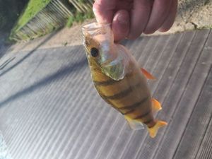 European Perch
