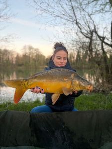 Mirror Carp