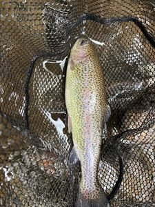 Rainbow Trout