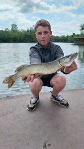 Northern Pike